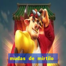 mudas de mirtilo em porto alegre